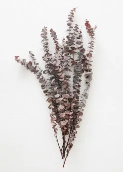 Afloral Preserved Frosted Brown Spiral Eucalyptus - 20-28" Dried Flowers