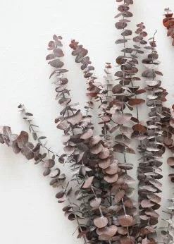 Afloral Preserved Frosted Brown Spiral Eucalyptus - 20-28
