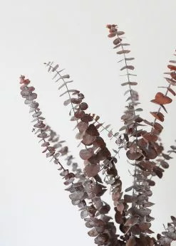 Afloral Preserved Frosted Brown Spiral Eucalyptus - 20-28