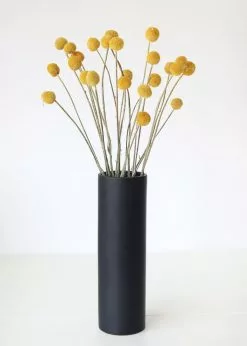 Afloral Bundle Of 25 Dried Craspedia Billy Buttons - 18-26