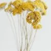 Afloral Dried Natural Yarrow Flowers - 18-24" Dried Flowers