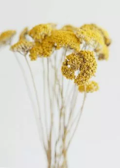 Afloral Dried Natural Yarrow Flowers - 18-24" Dried Flowers