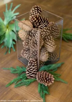 Afloral Dried Flowers Box Of 100 Natural Pine Cones - 3-5