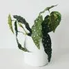 Afloral Artificial Plants Artificial Angel Wing Begonia Leaf Plant - 12"