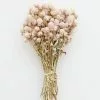 Afloral Dried Flowers Air-Dried Globe Amaranth In Pink - 14-18"