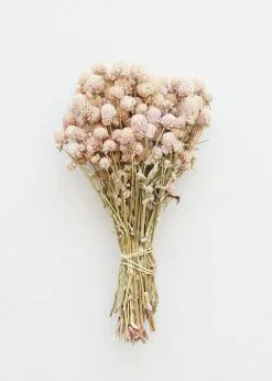 Afloral Dried Flowers Air-Dried Globe Amaranth In Pink - 14-18"