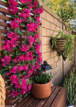 Afloral Silk Bougainvillea Garland In Deep Pink - 72