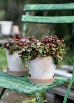 Afloral.com Bergs Julie Clay Pot With Drainage - 5