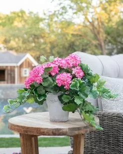 Afloral Pink UV Protected Indoor/Outdoor Geranium Bush - 18